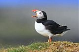 Atlantic Puffin